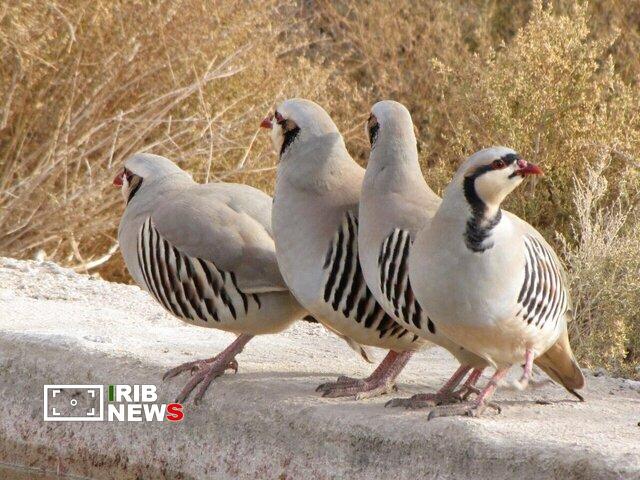 کشف ۱۰ قطعه کبک، ۲۰ عدد قفس و ۲ قبضه سلاح شکاری در کامیاران
