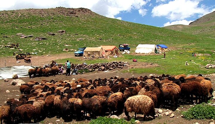 استقرار عشایر شمال آذربایجان غربی در  ۲۲۰ منطقه ییلاقی چالدران