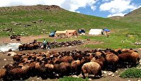 استقرار عشایر شمال آذربایجان غربی در  ۲۲۰ منطقه ییلاقی چالدران