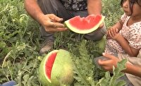 هندوانه شیرین ،از مزارع گنبد کاووس تا بازار