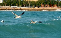 پیش‌بینی افزایش دما و وزش باد برای استان بوشهر