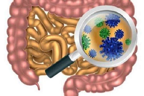 نقش باکتری‌های روده در کنترل قند خون