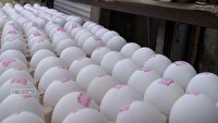 تداوم روند کاهشی قیمت مرغ و تخم‌مرغ در بازار مهاباد
