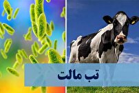 تشدید اقدامات پیشگیرانه برای مقابله با تب مالت در یزد