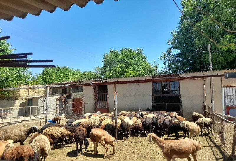 کاهش هزینه ۴۰ درصدی دامداران آذربایجانغربی با ارائه خوراک جدید دام کاهش هزینه ۴۰ درصدی دامداران آذربایجانغربی با ارائه خوراک جدید دام
