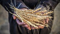آغاز خرید تضمینی - مباشرتی گندم توسط شبکه تعاون روستایی آذربایجان غربی