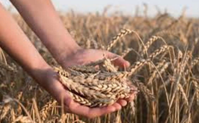 برداشت موفق ۱۲ هزار تن گندم و جو در بهمئی