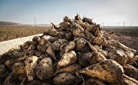 برداشت بیش از ۳۷۱ هزار تن چغندرقند در دزفول