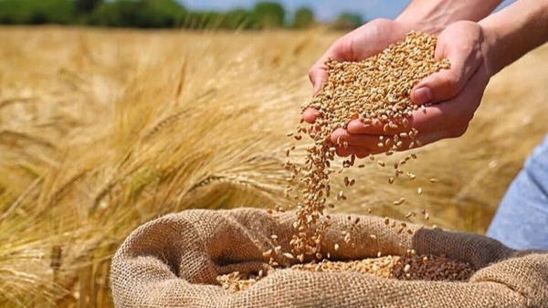 خرید تضمینی ۴۰۰ هزار تن گندم در آذربایجان غربی