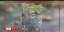 رفع گرفتگی فاضلاب در زمین شهری ۱۲۰ هکتاری خرمشهر