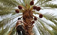 پیش‌بینی تولید ۴۵۰ هزار تن خرما در خوزستان