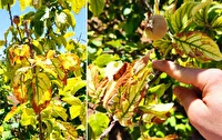 خشک شدن درختان مرکبات روستای چالموره شهرستان باشت بر اثر نبود آب