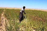 پیش بینی تولید ۶ هزار تن کنجد در بوشهر